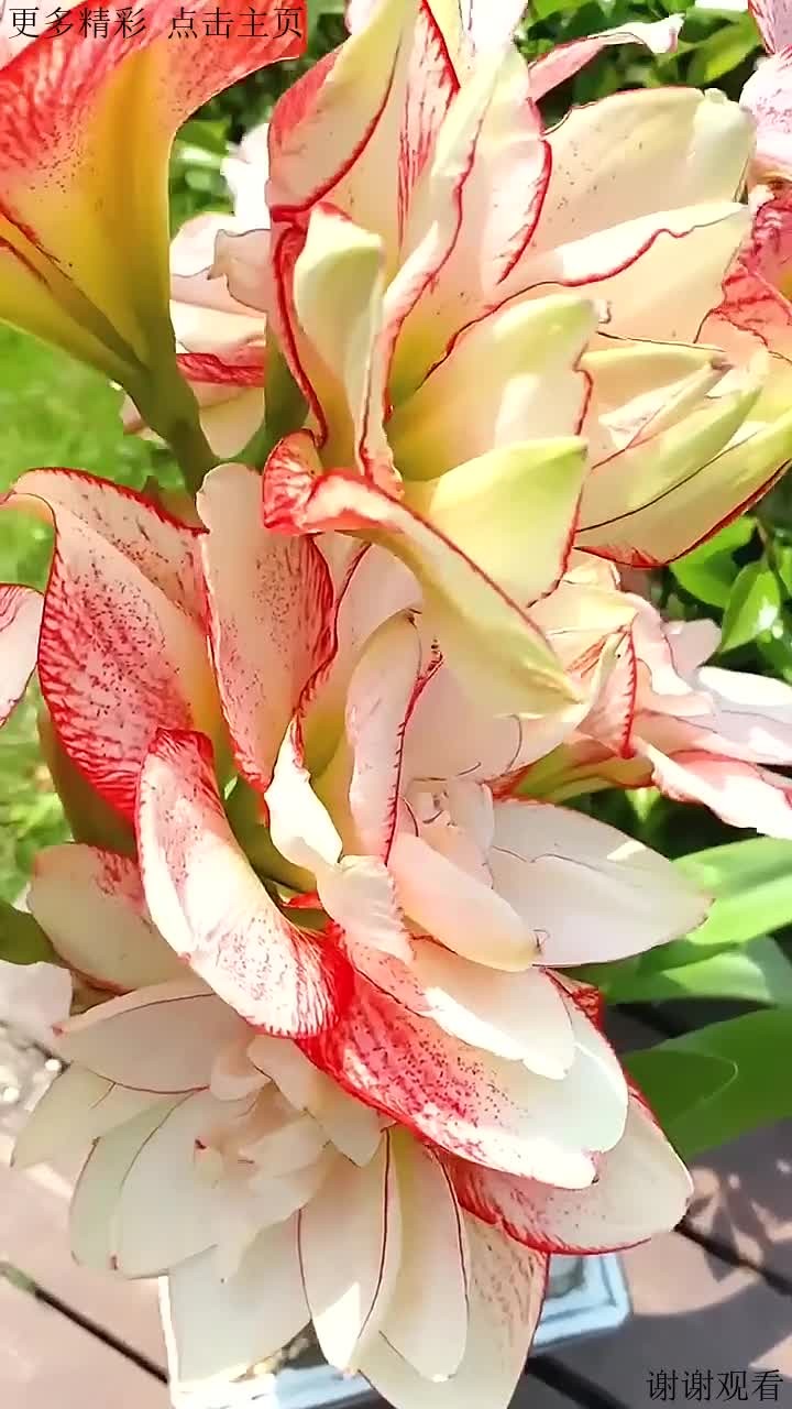 条纹戴斯开花啦