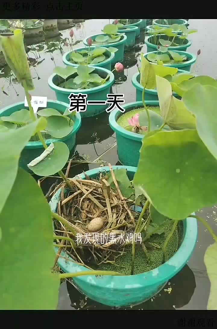 本人转行圈养野水鸡已初步成功,不信请看,窝修的越来越后厚实,蛋下的越来越多,完全