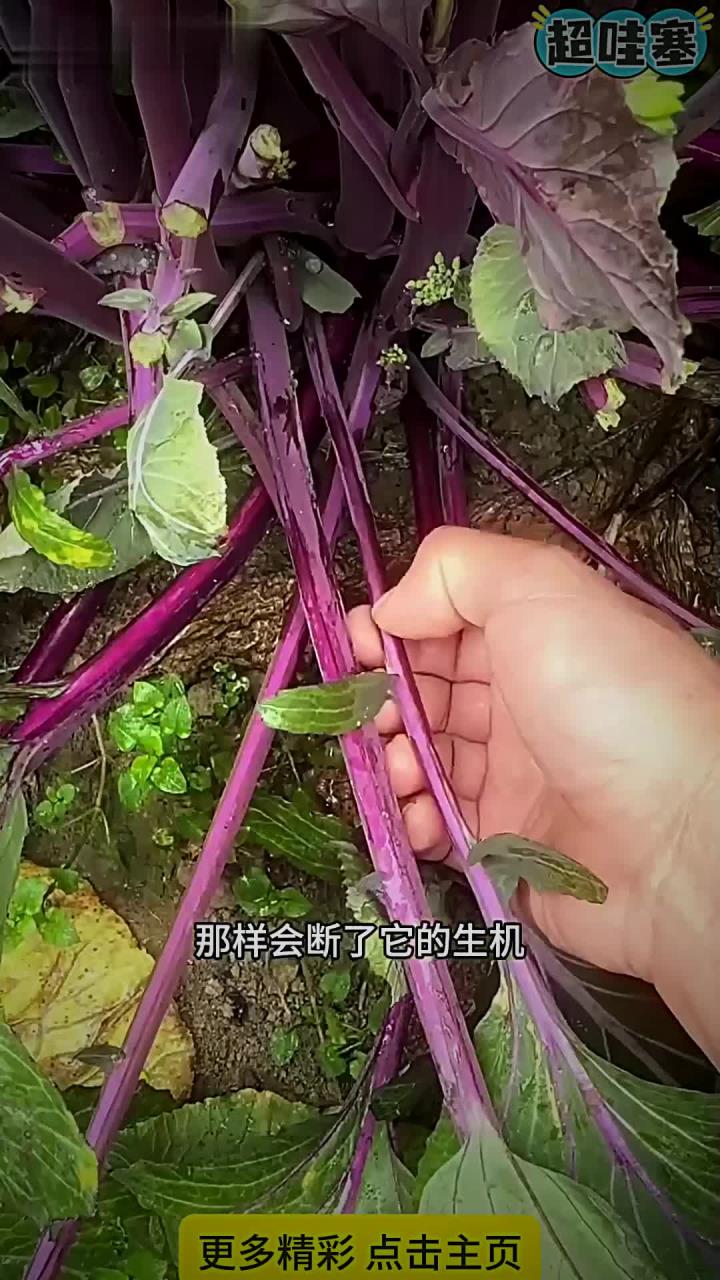 撇红菜心小技巧