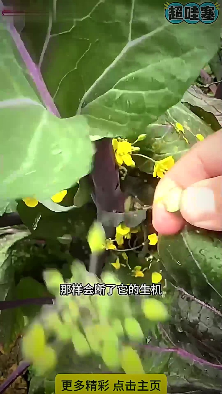 撇红菜心小技巧