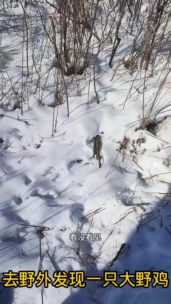 雪地里发现野鸡只搂着尾巴！