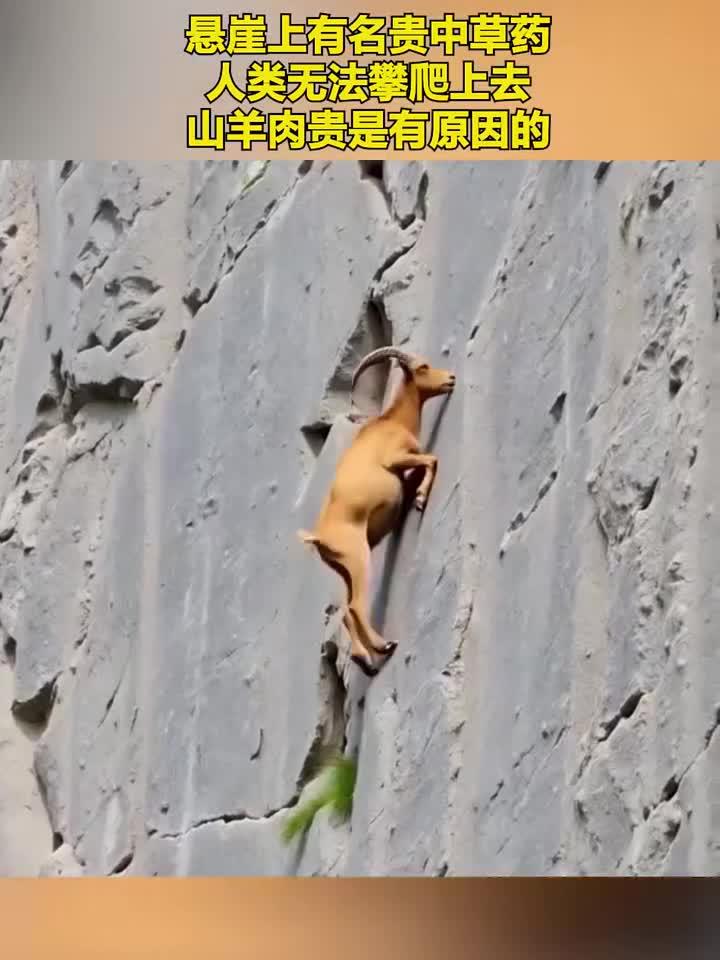 悬崖上有名贵中草药,人类无法攀爬上去,山羊肉贵是有原因的