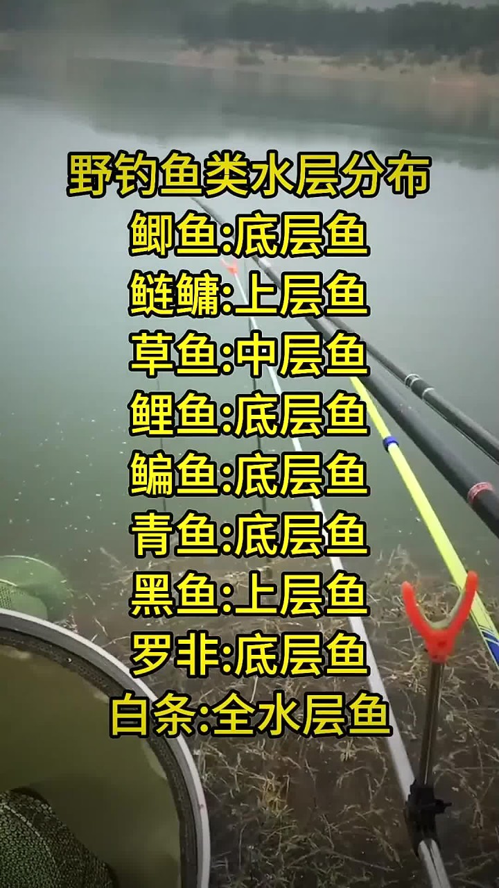 野钓鱼类水层分布图,掌握了你也能连杆不断