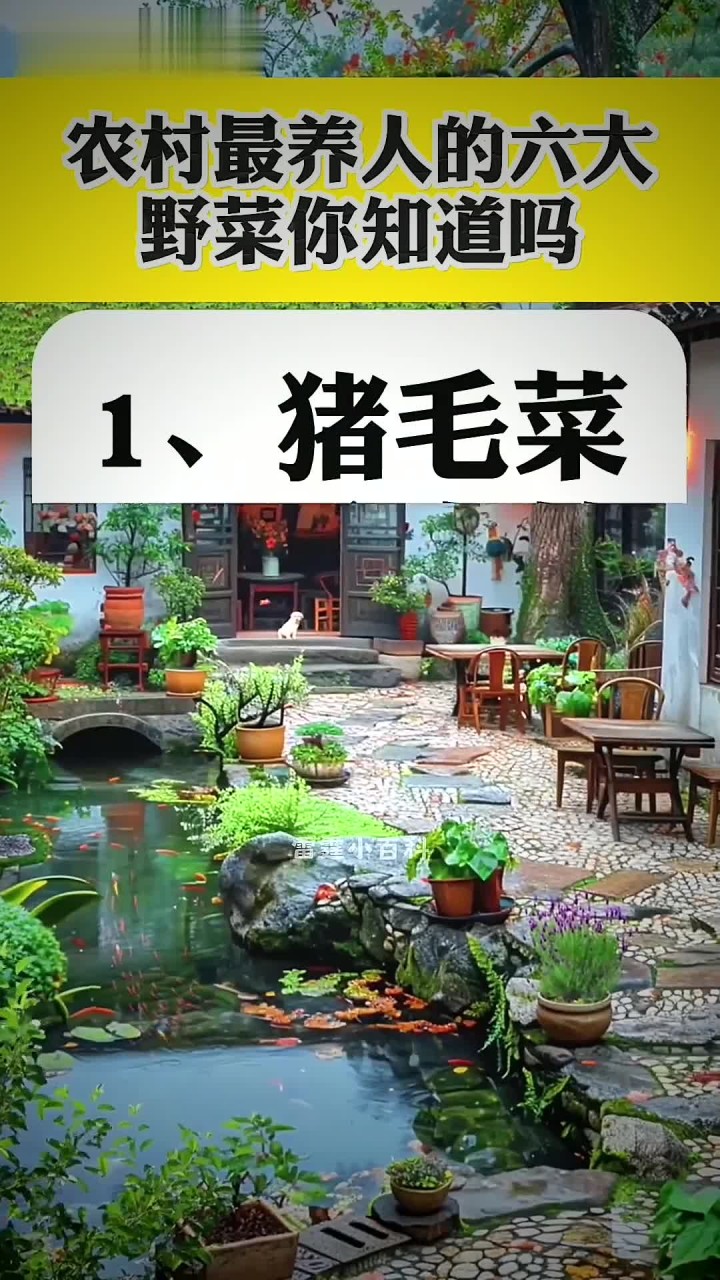 农村最养人的六大野菜你知道吗