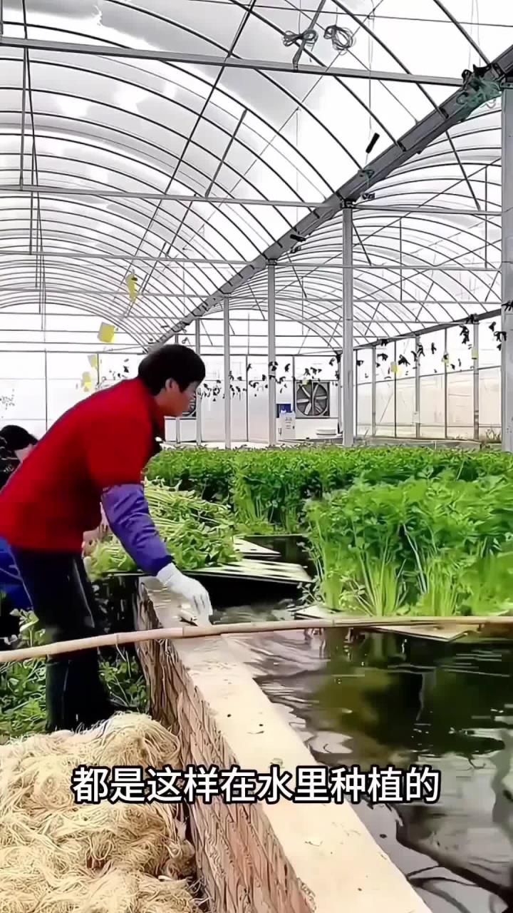 连水里都能种菜了 (1)