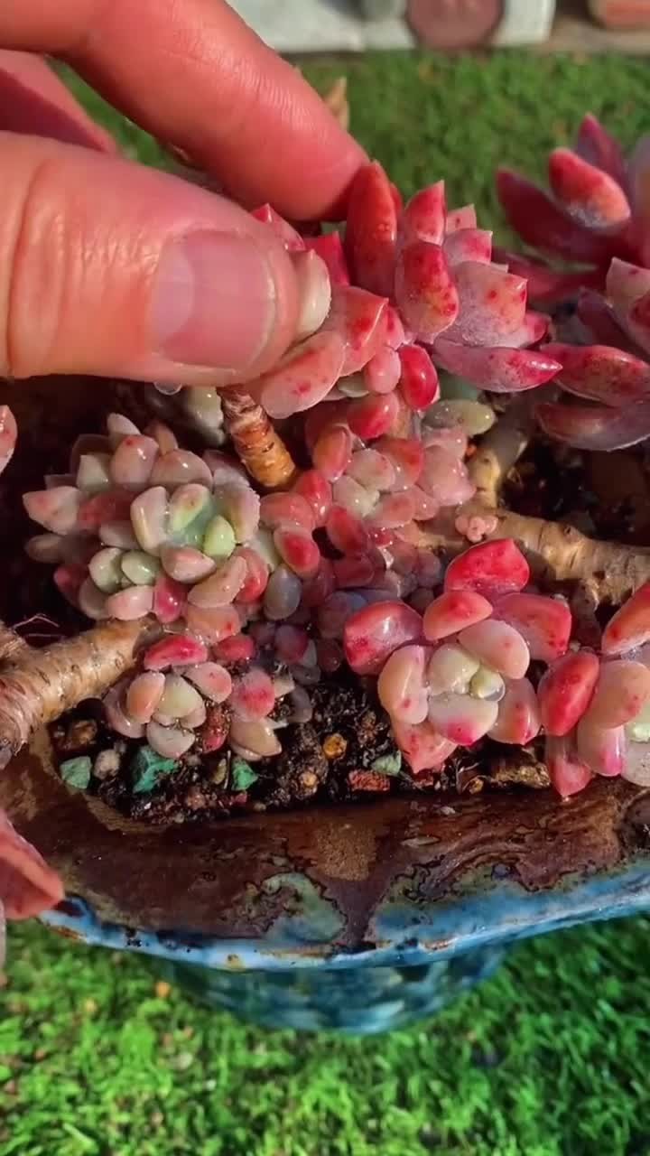 冬天是多肉爆崽最快的季节，多做一步多肉单头变群生老桩长侧芽