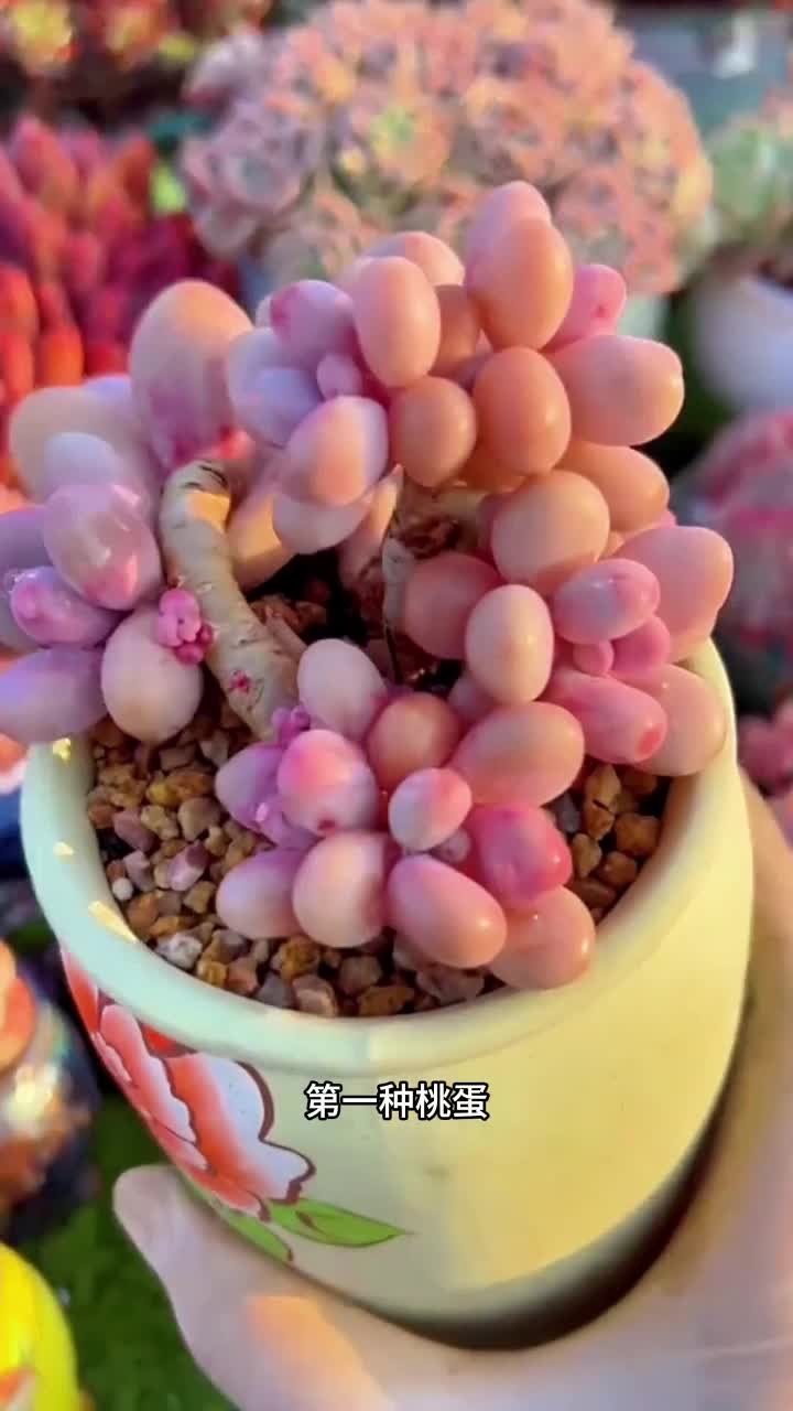 大家想要花盆还是想要多肉