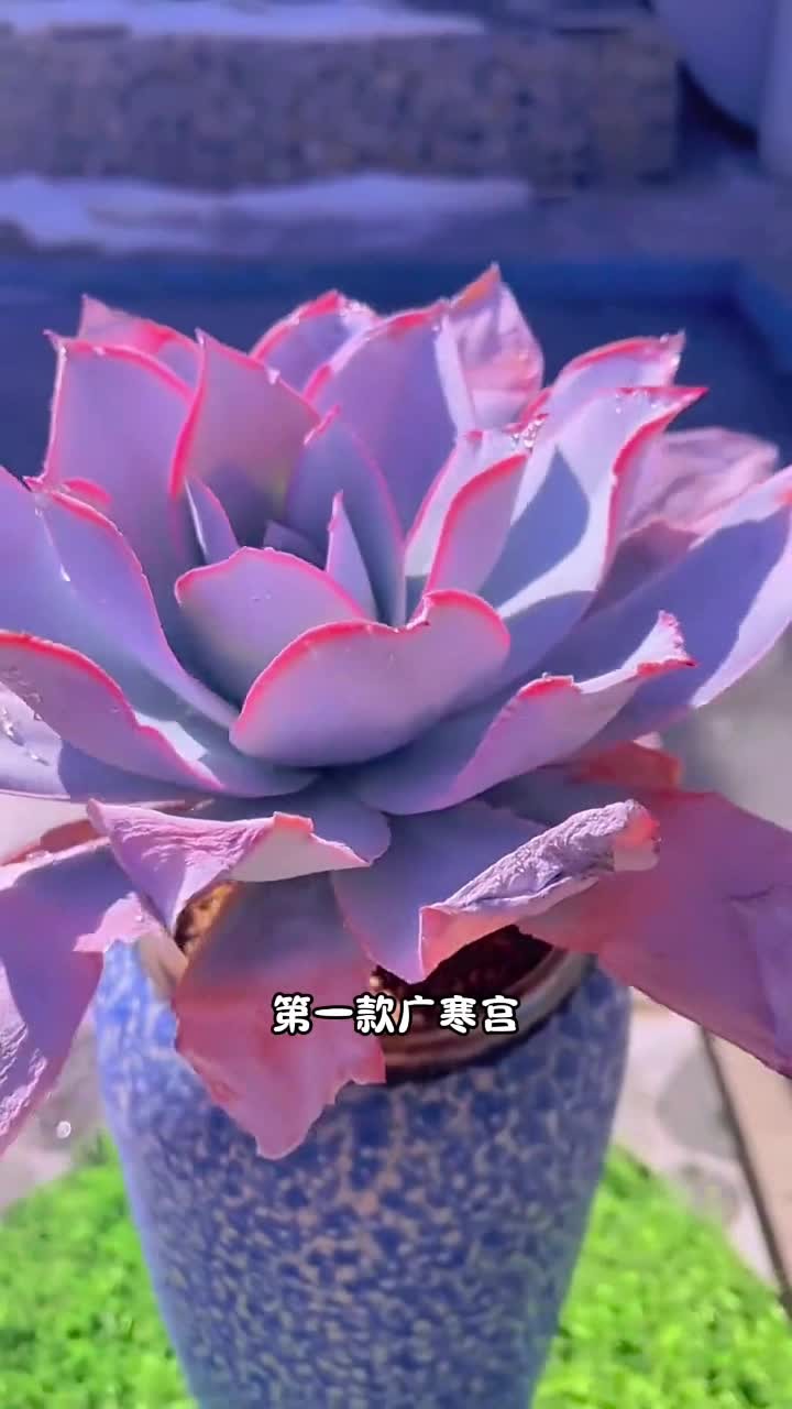 10款超仙的薄叶多肉，快来看看你家有没有