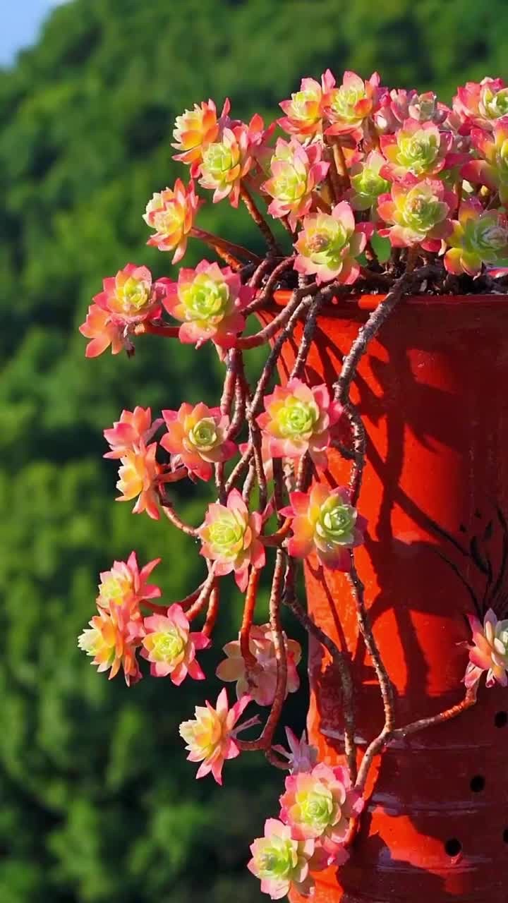 薄化妆多肉的养护方法来啦