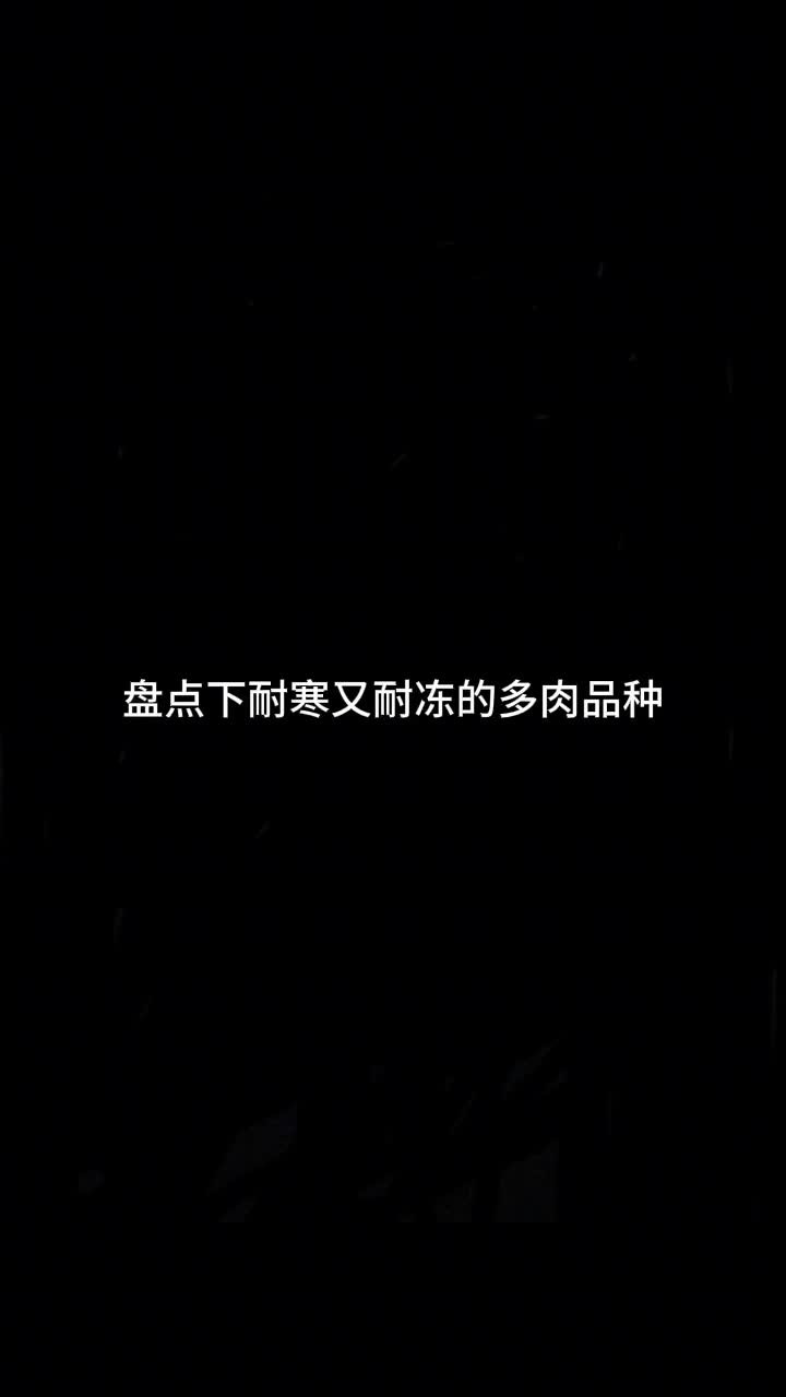 比较耐寒的多肉你还知道哪些