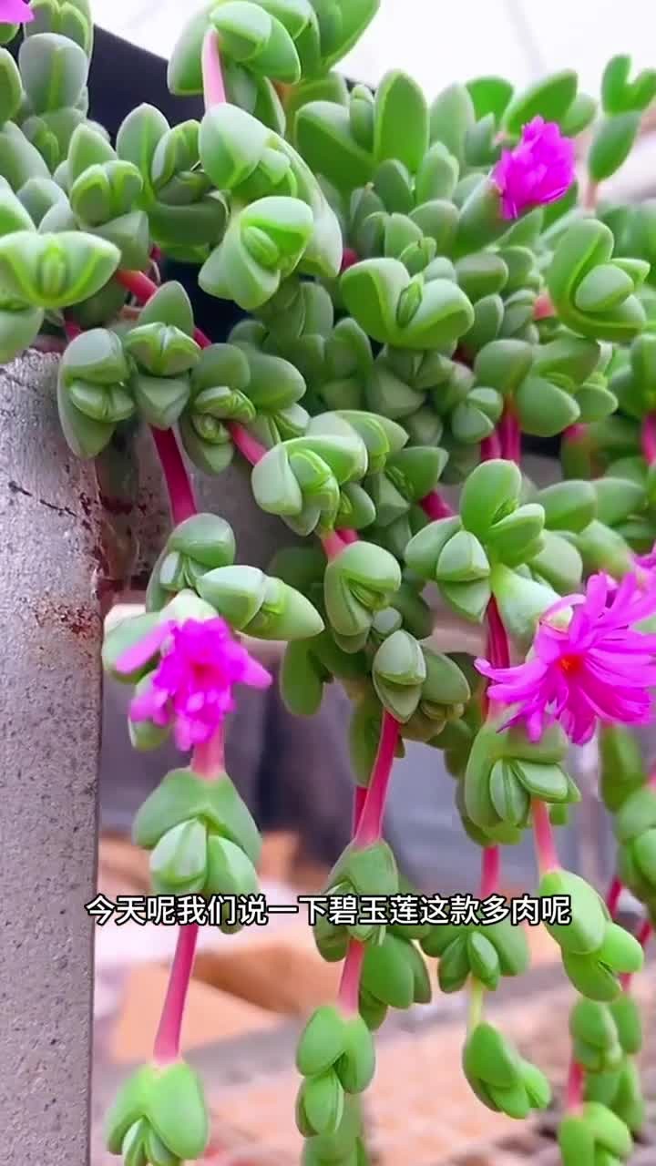 碧玉莲的养护方法出来啦,大家还有什么不会养的多肉,或者不明白的地方可以打在评论区