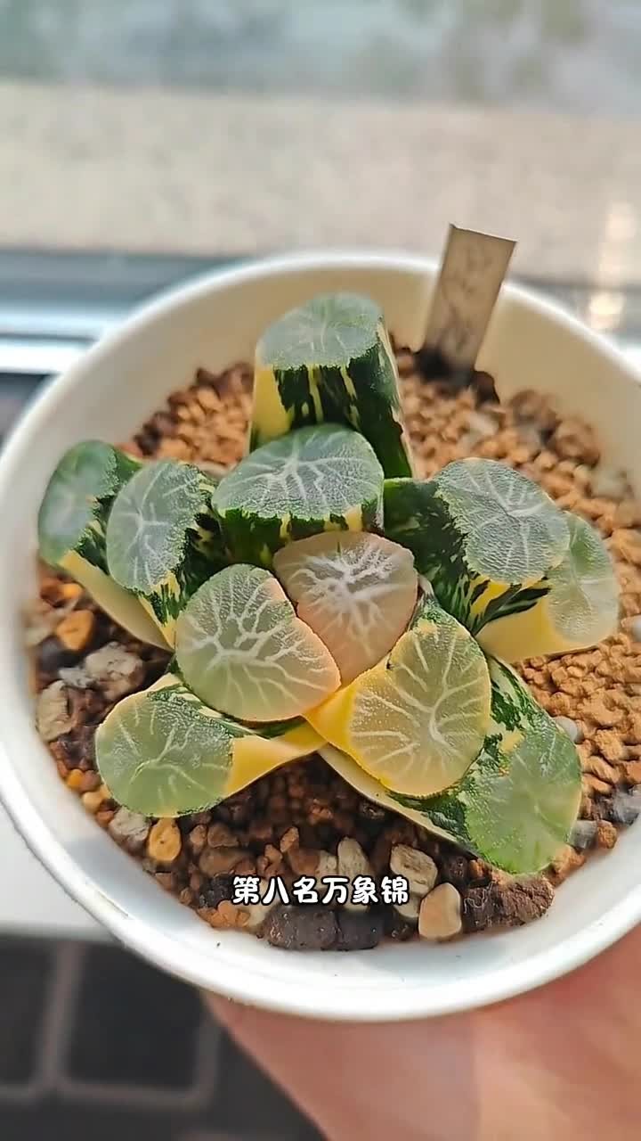 曾经的天价多肉快来看看你有没有入过手