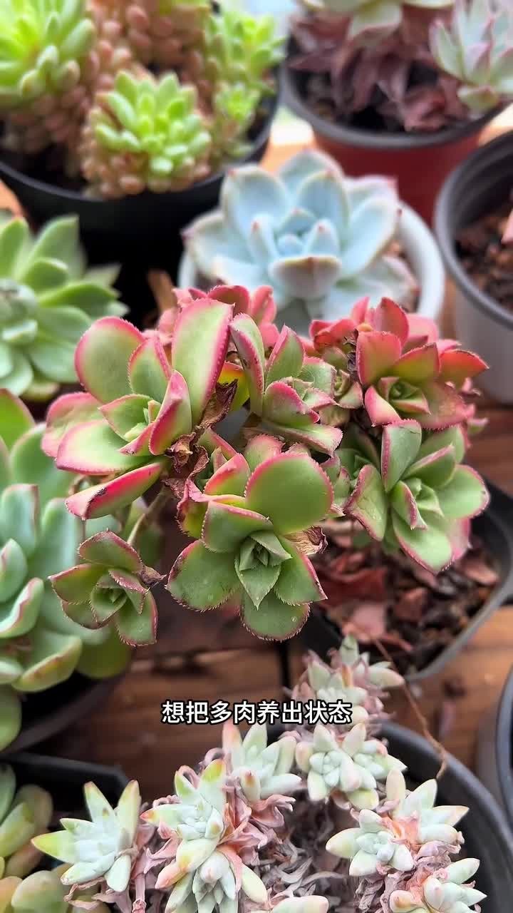 多肉如何养出状态?你们家里的多肉,是不是还是绿绿的?想把多肉养出状态,把这六点