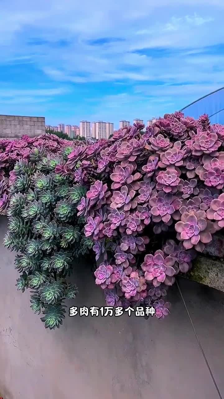 多肉届有很多长得特别像的多肉，快来看看你能不能分辨出来