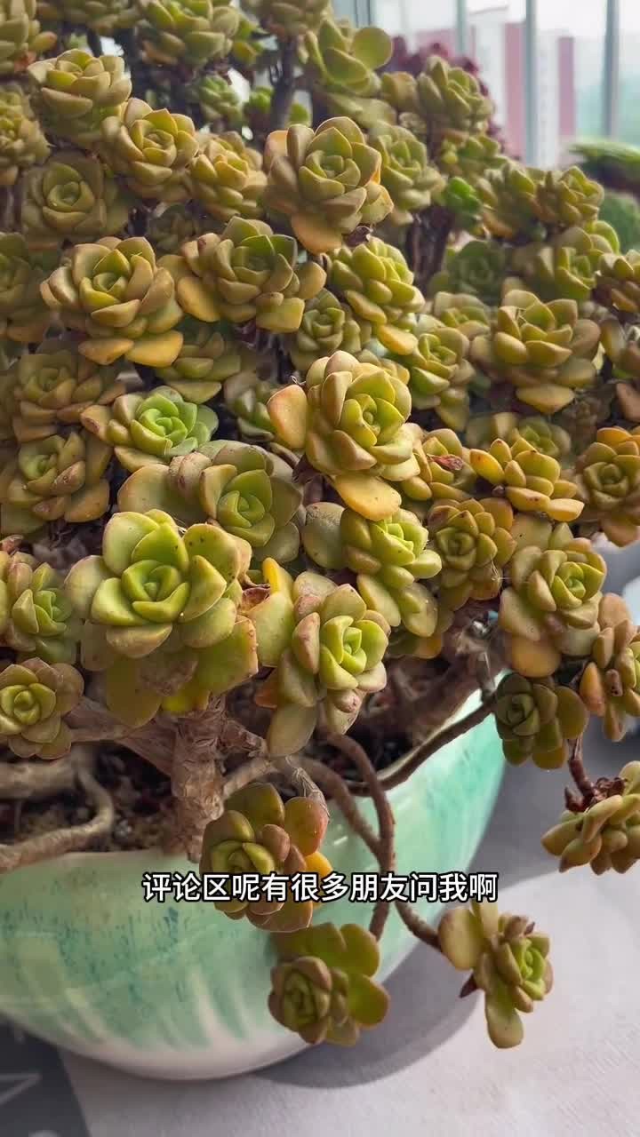 多肉如何养成老桩的详细步骤，一定要看完哦