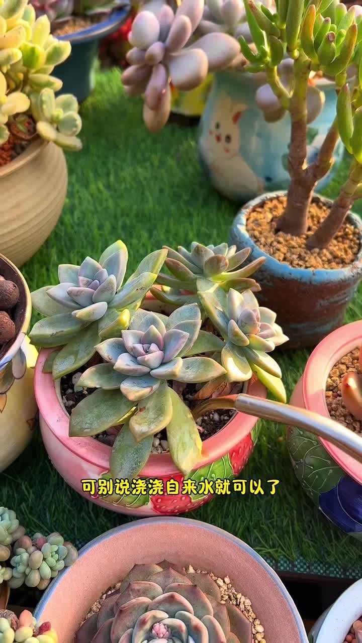 多肉植物冬天只浇水,慢慢的就会越养越小,最后就会枯萎
