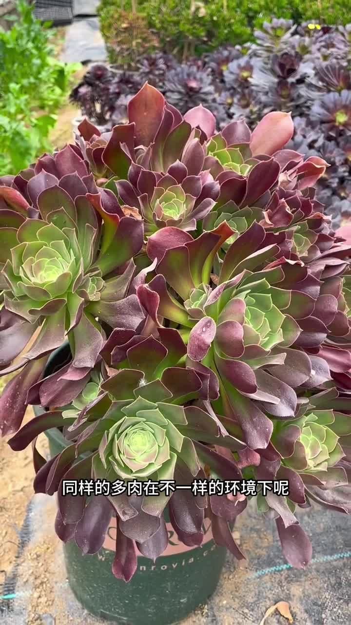 多肉养出颜色最主要的原因呢就是这三点，这几个原理一定要仔细看