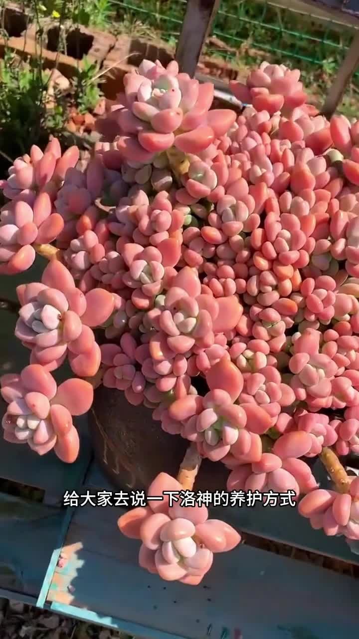 洛神的养护方式给大家出了,还有什么其他的多肉不会养的,打在评论区