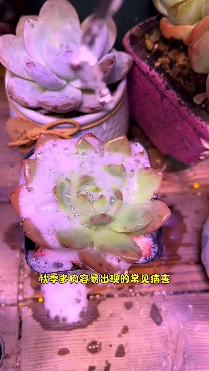 教你辨别秋季多肉容易出现的各种真菌病害