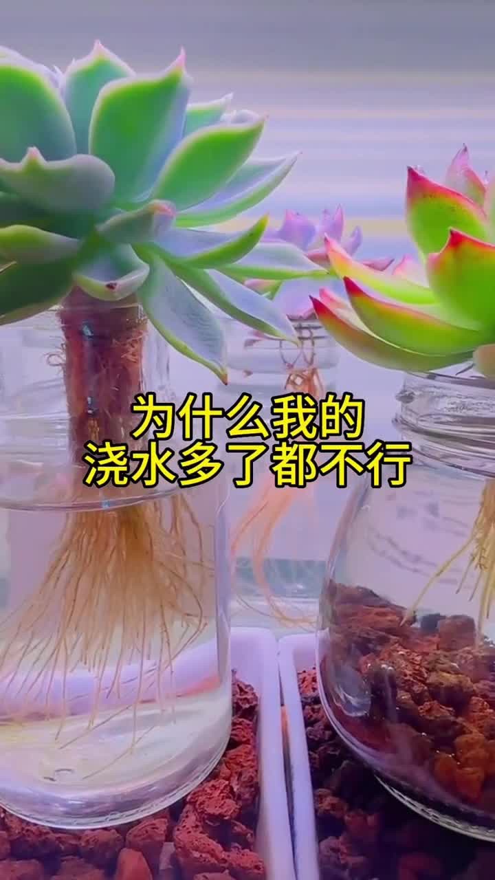 多肉水培和土培的区别你知道吗?