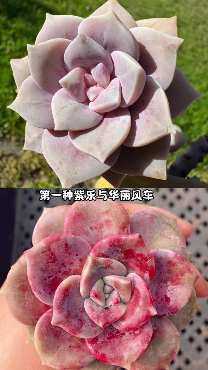 快来看看这些多肉,你能分清清楚吗?