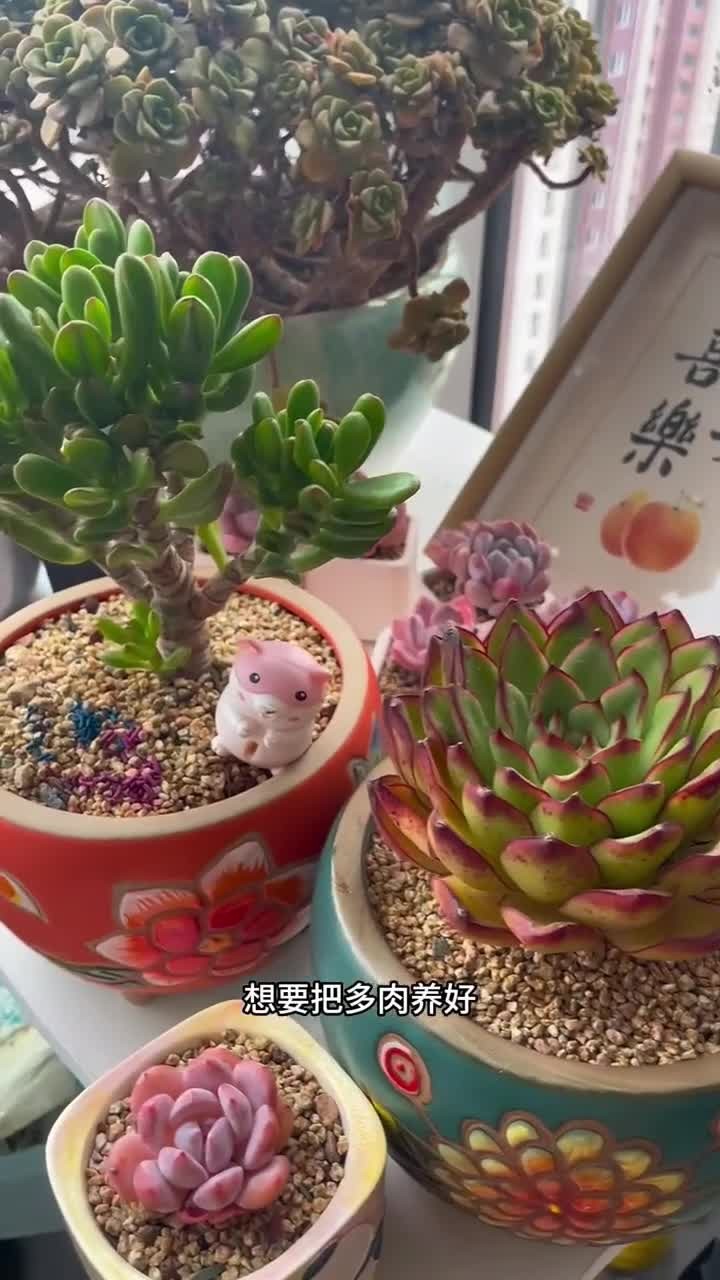 家里的多肉出现了,黑斑病,黑腐病,白粉病,炭疽病,烟煤病都可以用