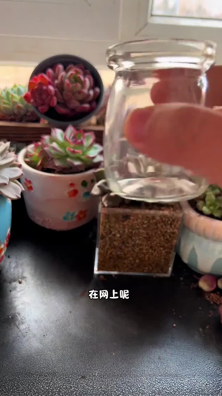 今天试试用玻璃瓶种一颗多肉,后续呢会发出来它的生长过程