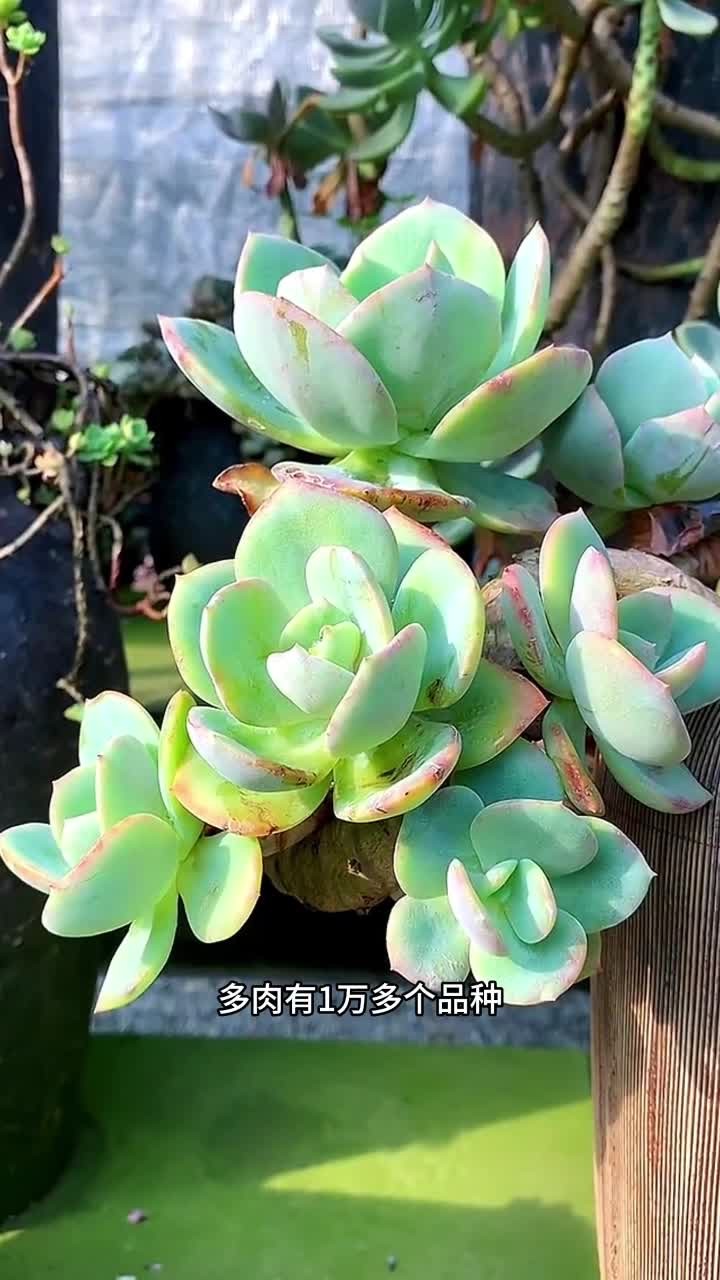 快来看看这些多肉你是不是也傻傻分不清楚