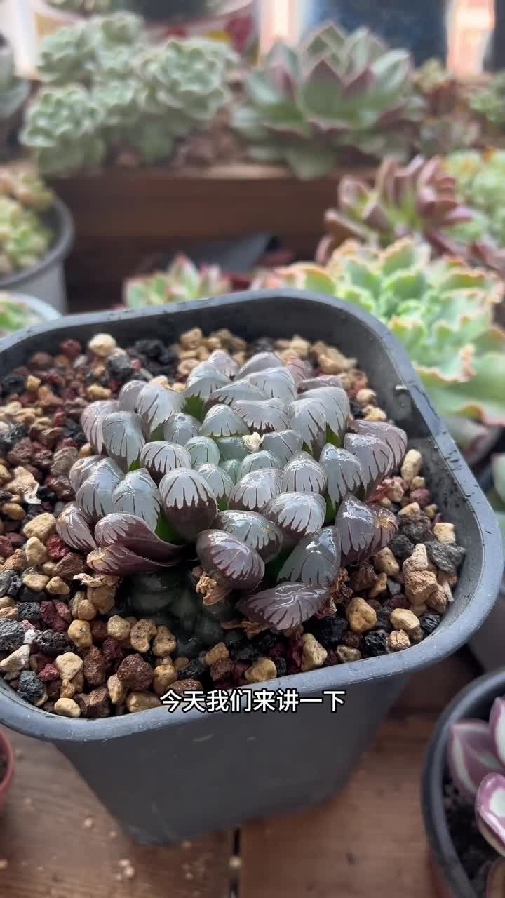 多肉玉露夏天养护