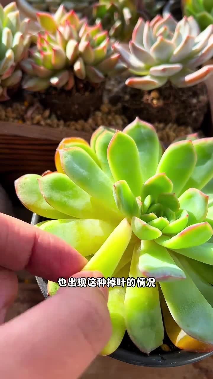 快来看看你家的多肉有没有出现过这种情况