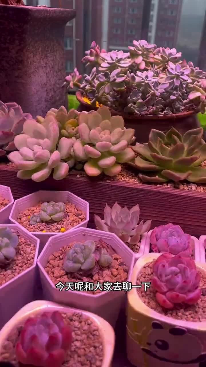 家里阳台养多肉,特别是长杆的多肉,一定要记得转一转