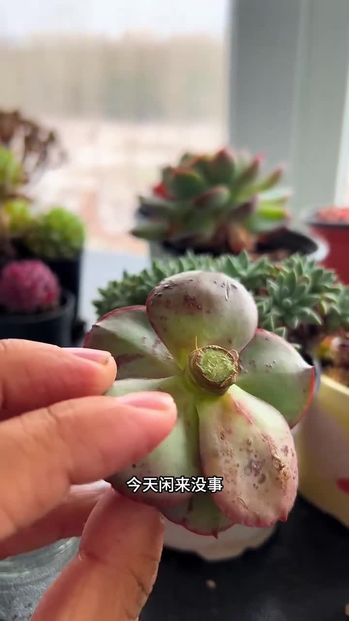今天教大家一个多肉水培的方法