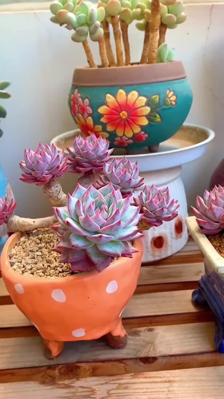 粉蓝鸟多肉的养护方法出来啦,大家还有什么不会养的多肉,打在评论区