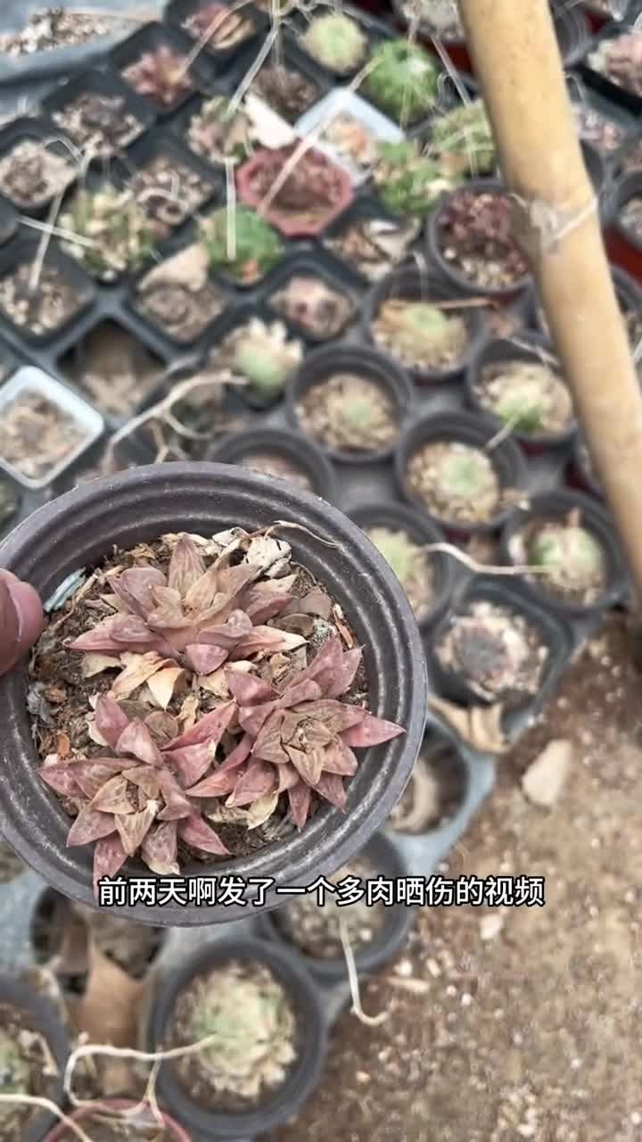 多肉晒伤补救其实很简单,一学就会