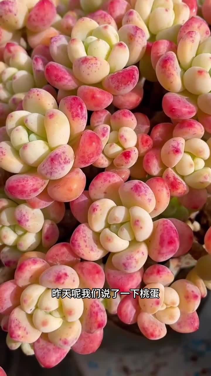 你家还有什么多肉不知道怎么养的！打在评论区