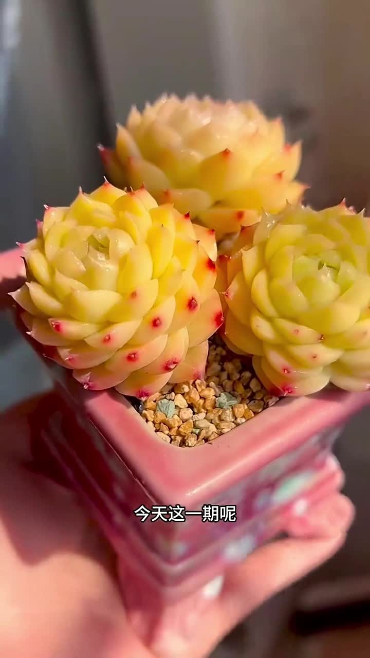 麦秆的养护方法出来啦，还有什么不会养的多肉打在评论区