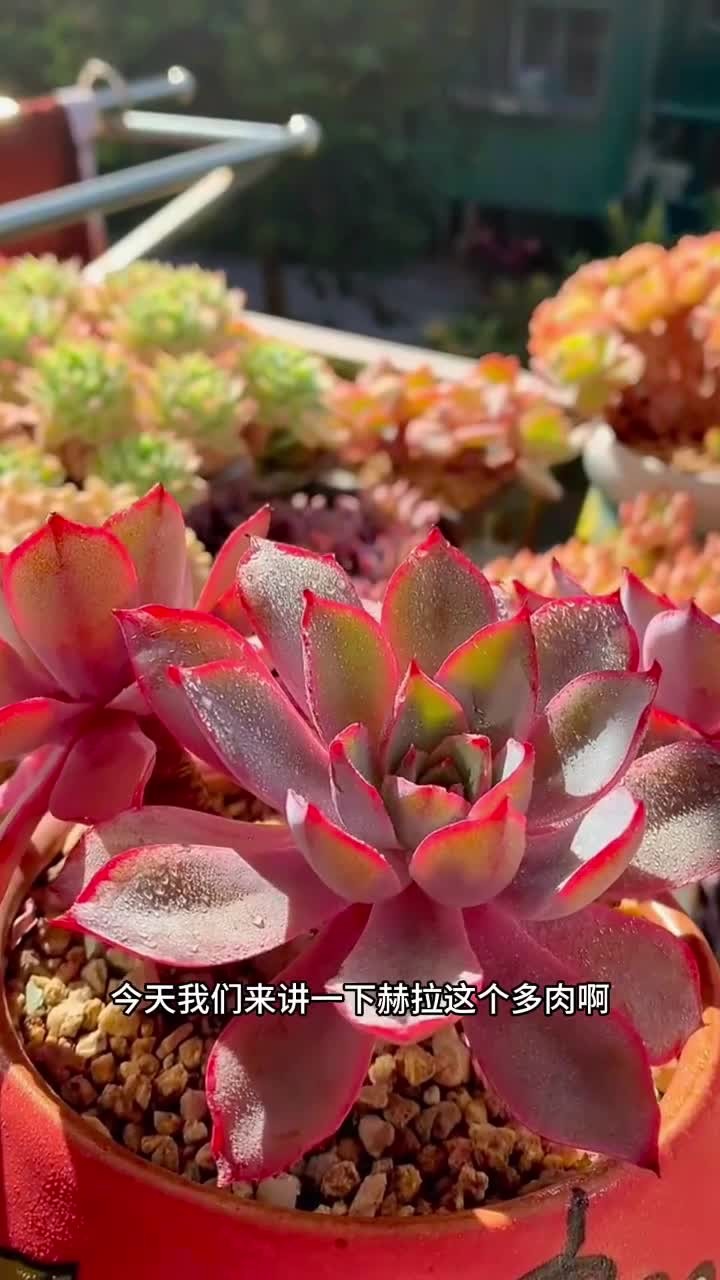 赫拉的养护方式出来了，大家还有什么不会养的打在评论区，看到以后给大家出养护方法