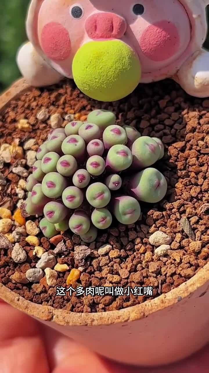 你养过这两款多肉没有