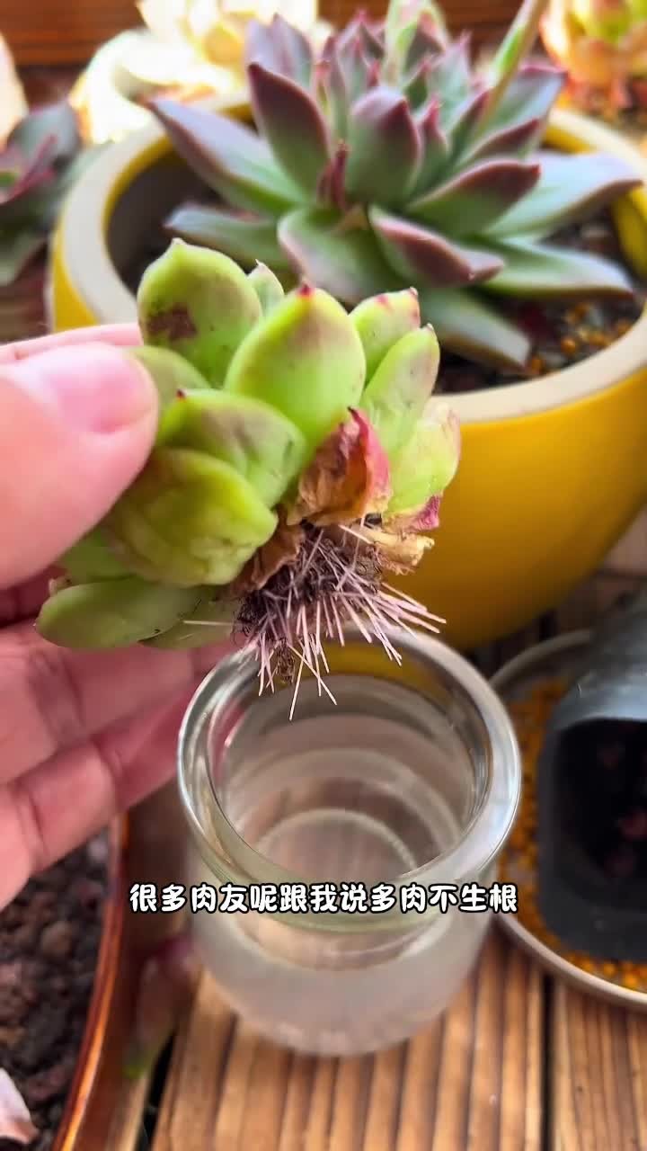 老桩多肉如何快速生根?