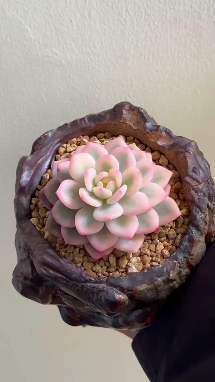 你觉得哪款出锦的多肉最好看