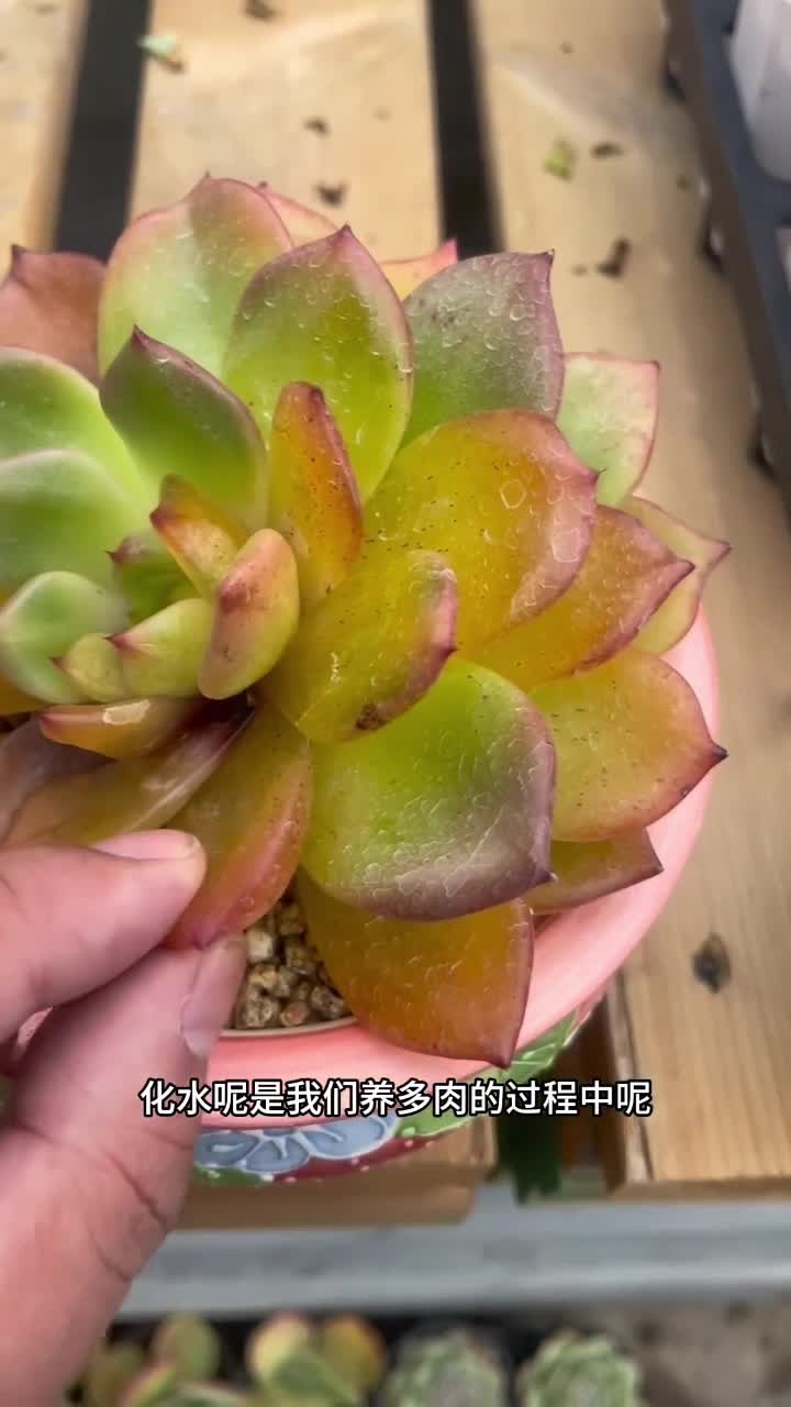 你们家里有多肉化水吗