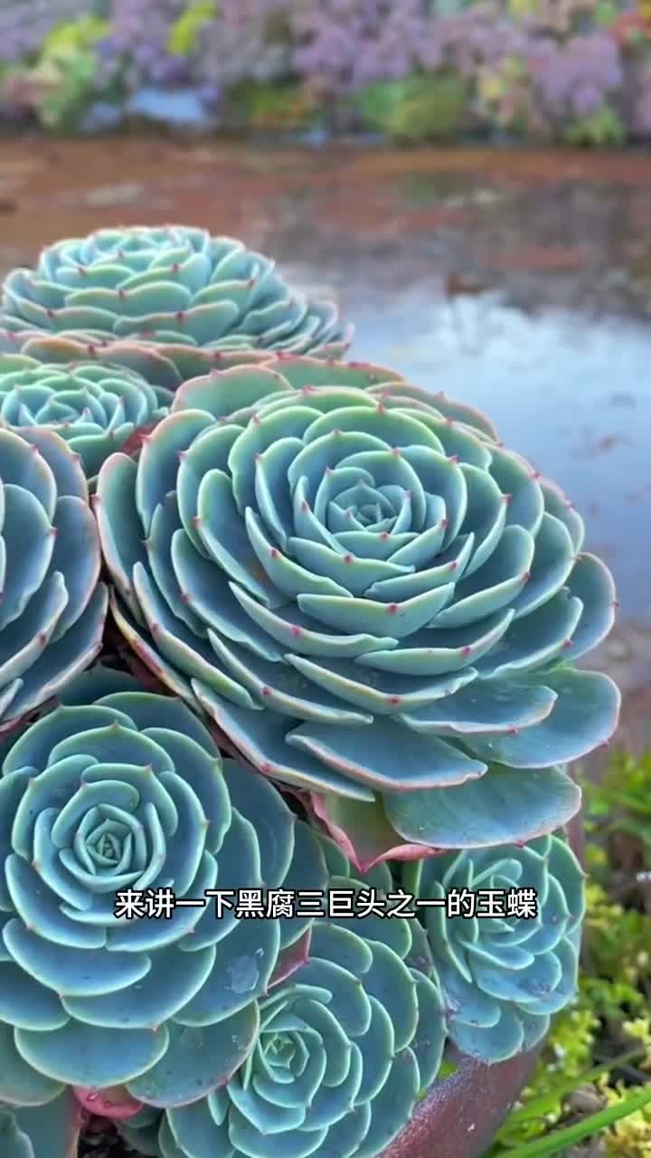 玉蝶的养护出来啦，还有什么多肉不会养，打在评论区
