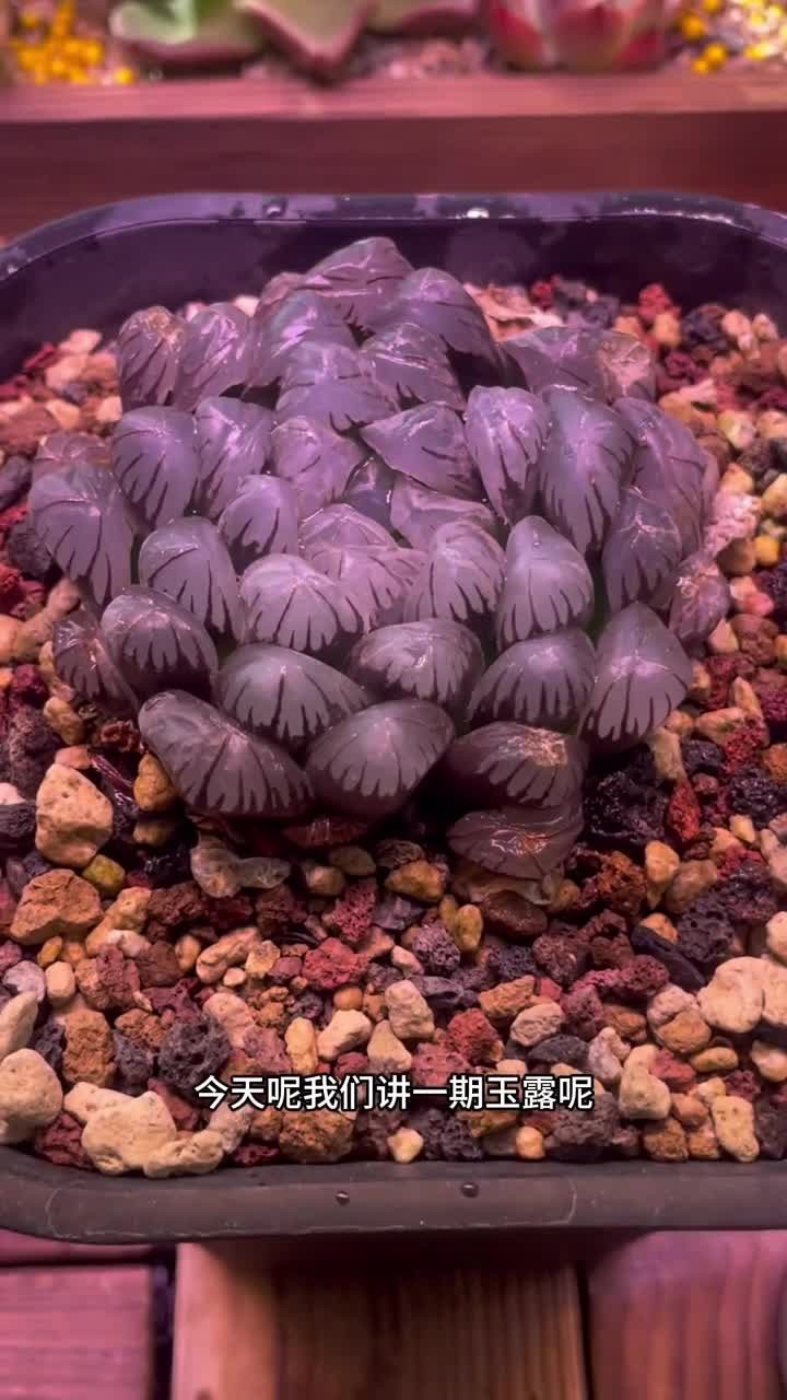 玉露的养殖方法出来啦，大家有不会养的多肉打在评论区