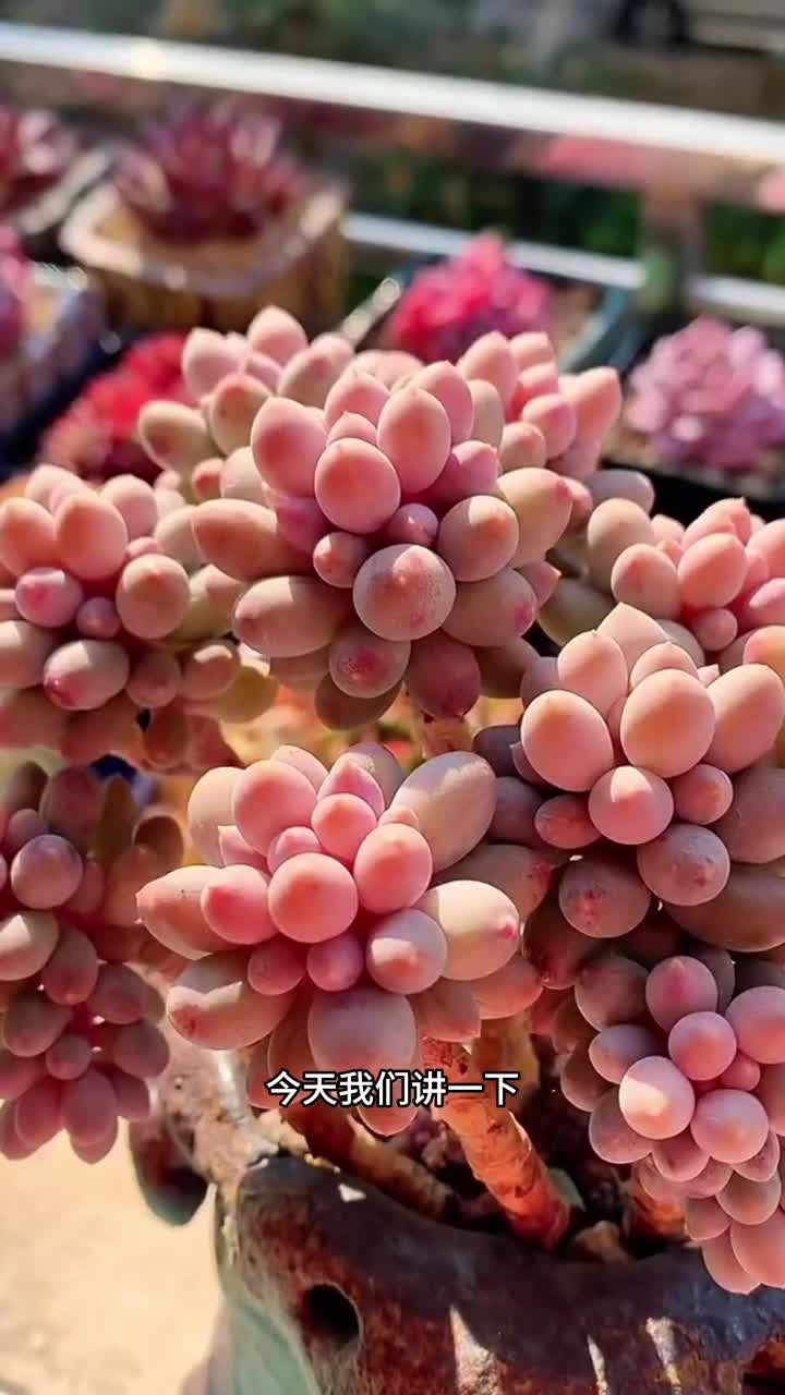 婴儿手指的养护方法出来啦，大家还有不会养的可以打在评论区