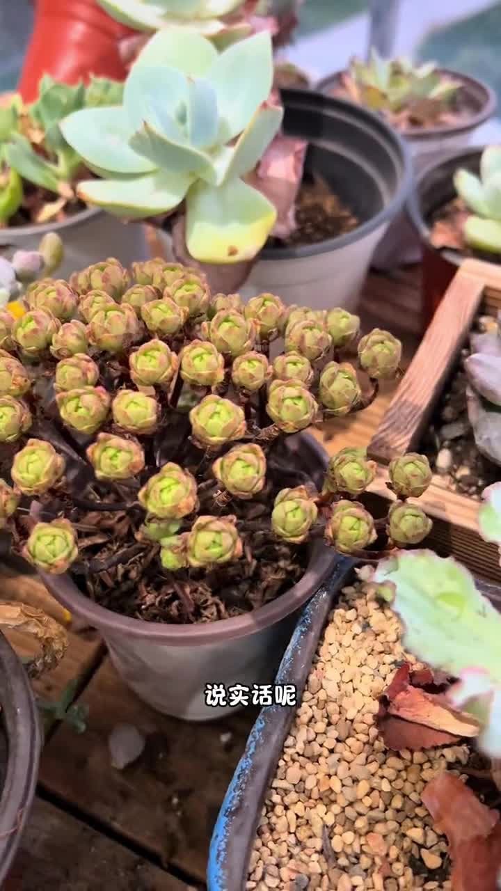阳台上表现良好的多肉 你们家阳台上养的肉肉表现比较好的,打在评论区