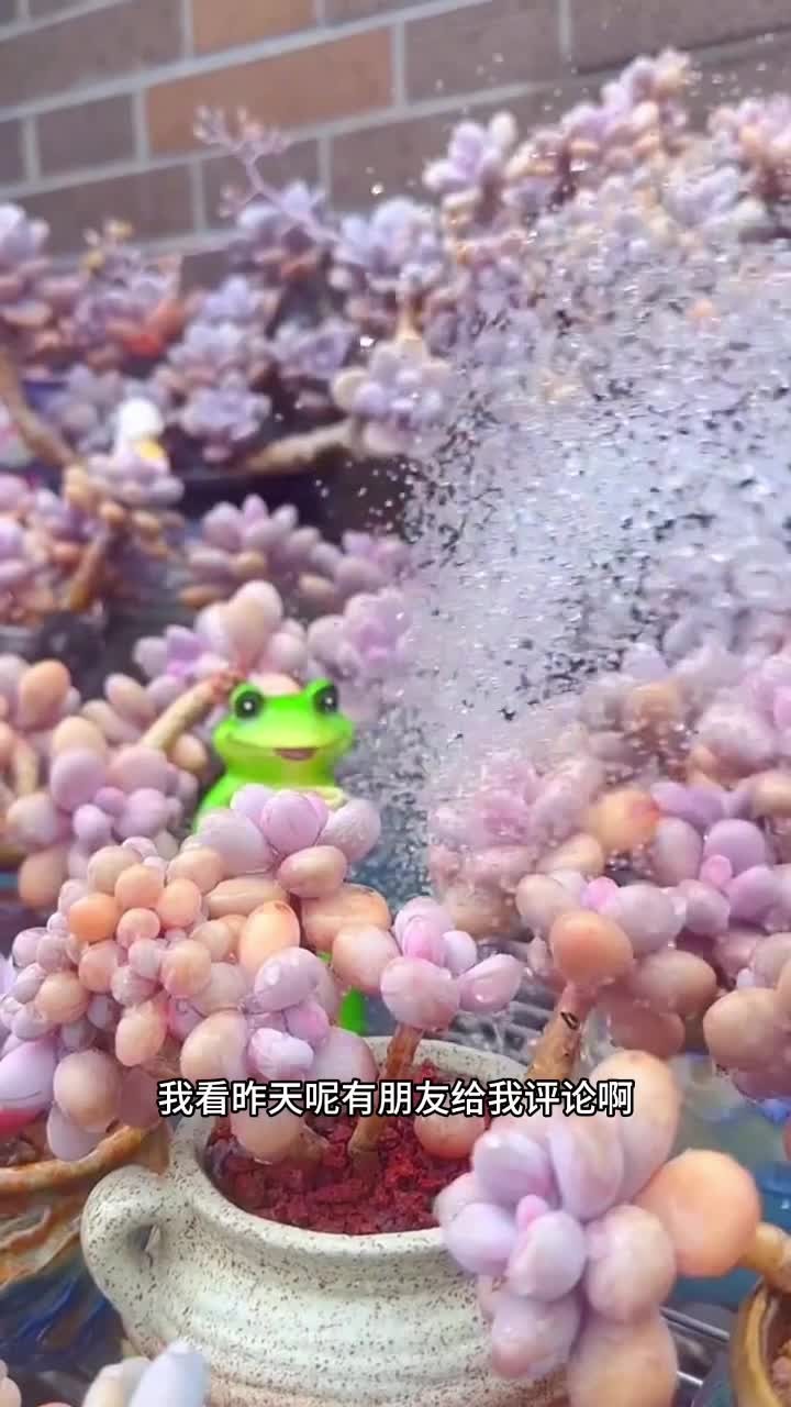 桃蛋的养护方法来啦，你还有什么多肉不会养的，打在评论区