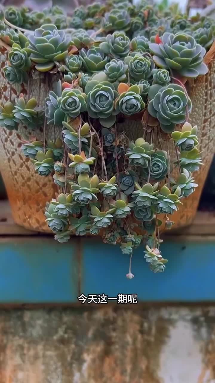 子持莲华的养护教程出来啦！还有什么不会养的多肉打在评论区