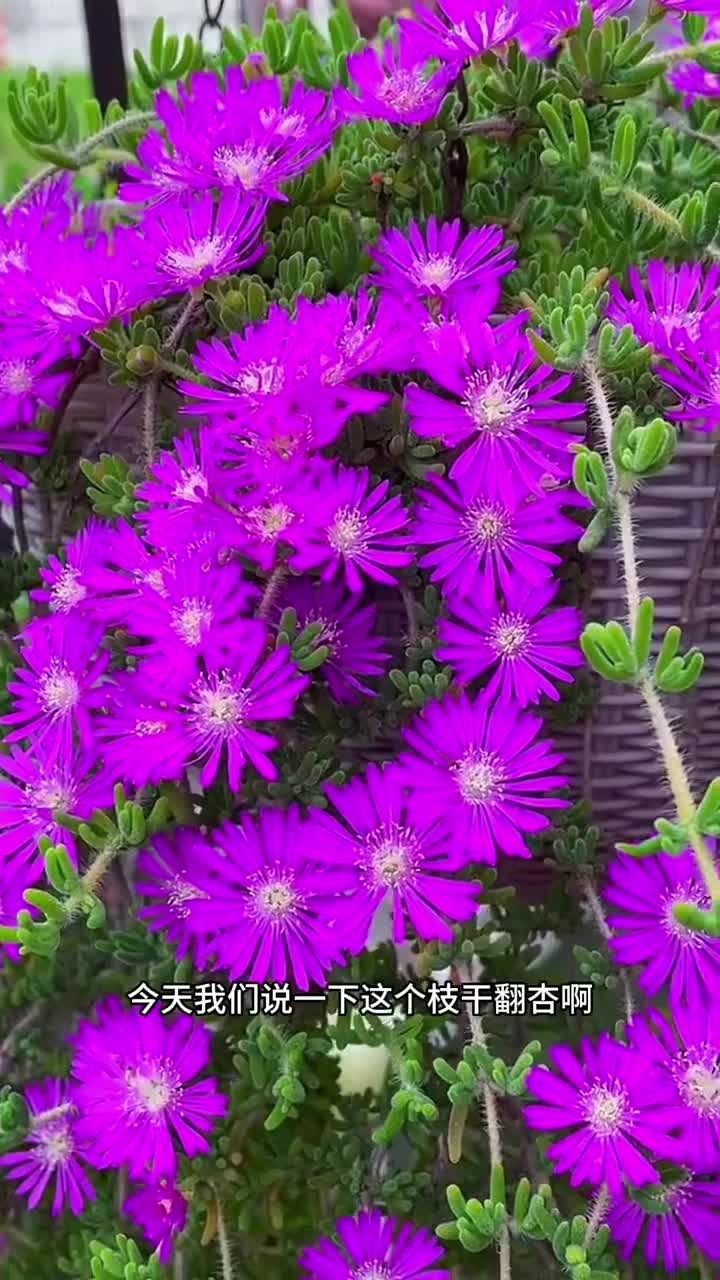 枝干番杏的养护方法来啦,还有不会养的多肉打在评论区,我看到后给大家出视频
