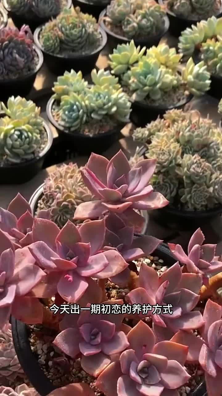 甜甜的初恋来啦,看看这个喜欢吗?有不会养的多肉记得打在评论区