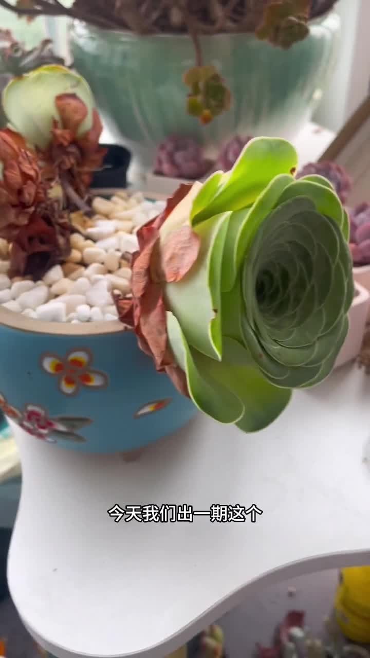 山地玫瑰的养护方法出来啦,大家还有什么不会养的多肉记得打在评论区